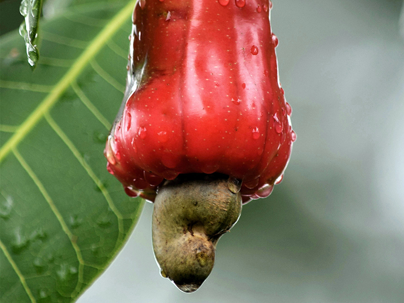 Guoxin cashew nuts