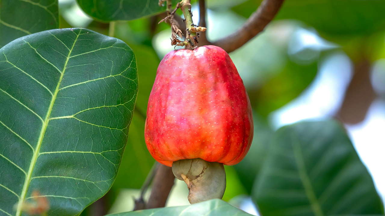 cashew nut cashew apple