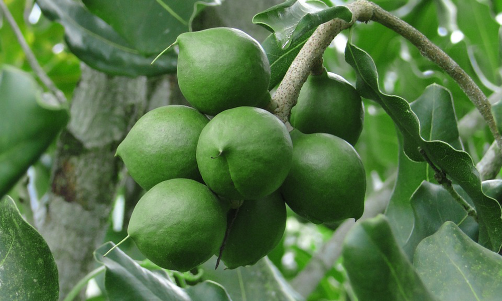 About Macadamia nut